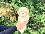 Toy Poodle Yavrularımız Çiftliğimizde Dişi Erkek
