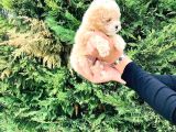 Toy Poodle Yavrularımız Çiftliğimizde Dişi Erkek