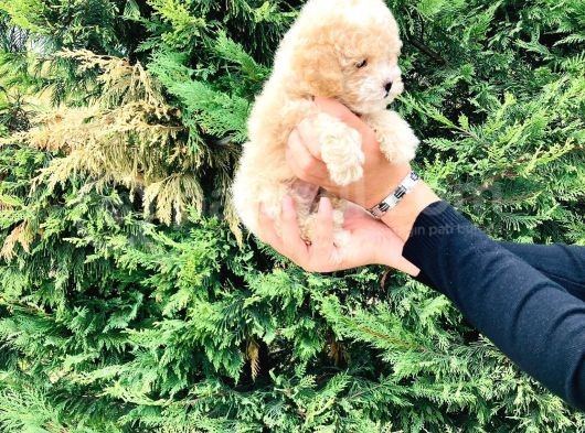Toy Poodle Yavrularımız Çiftliğimizde Dişi Erkek görsel