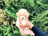 Toy Poodle Yavrularımız Çiftliğimizde Dişi Erkek