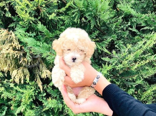 Toy Poodle Yavrularımız Çiftliğimizde Dişi Erkek görsel
