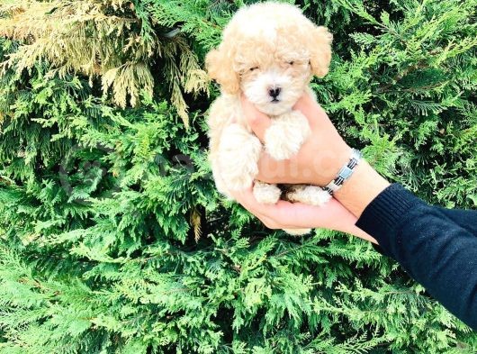 Toy Poodle Yavrularımız Çiftliğimizde Dişi Erkek görsel