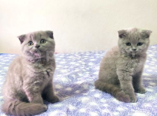 Yakışıklı Prensler İlanda görsel
