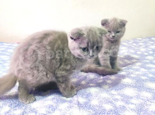 Yakışıklı Prensler İlanda görsel