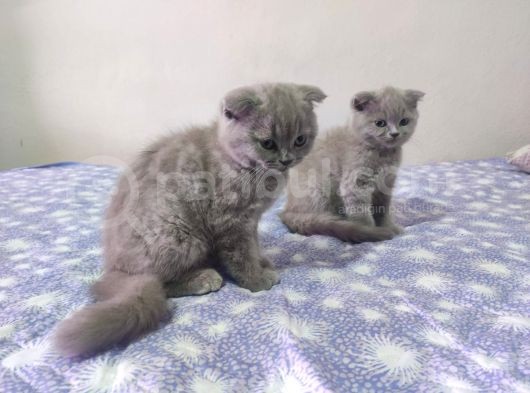 Yakışıklı Prensler İlanda görsel