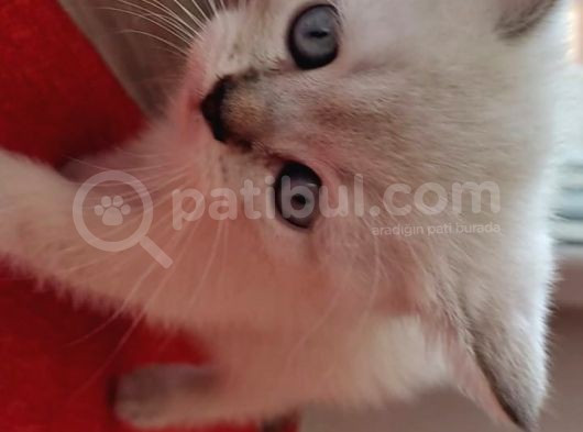 Müthi̇ş Kali̇tede Bri̇ti̇sh Shorthai̇r Bluepoi̇nt Yavru!!! görsel