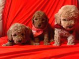 Toy Poodle Yavrularımız Dişiler Mevcut