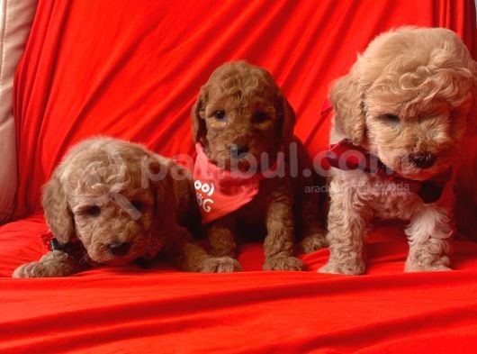 Toy Poodle Yavrularımız Dişiler Mevcut