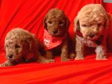 Toy Poodle Yavrularımız Dişiler Mevcut