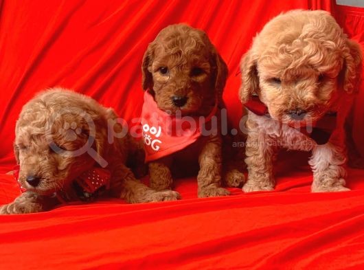 Toy Poodle Yavrularımız Dişiler Mevcut görsel