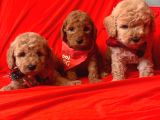 Toy Poodle Yavrularımız Dişiler Mevcut