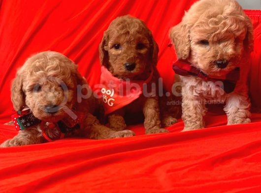 Toy Poodle Yavrularımız Dişiler Mevcut görsel