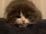 British Longhair