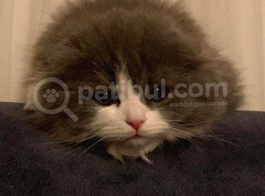 British Longhair görsel