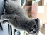 Bri̇ti̇sh Ve Scotti̇sh Shorthai̇r Yavrularim