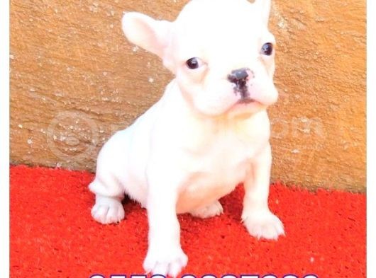 Lekesi̇z Beyaz French Bulldog Yavrular