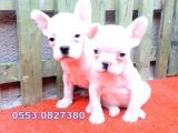 Lekesi̇z Beyaz French Bulldog Yavrular