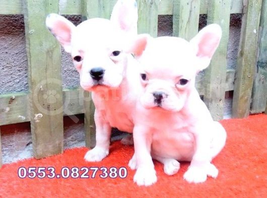 Lekesi̇z Beyaz French Bulldog Yavrular görsel