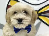 F2 Maltipoo Yavrular