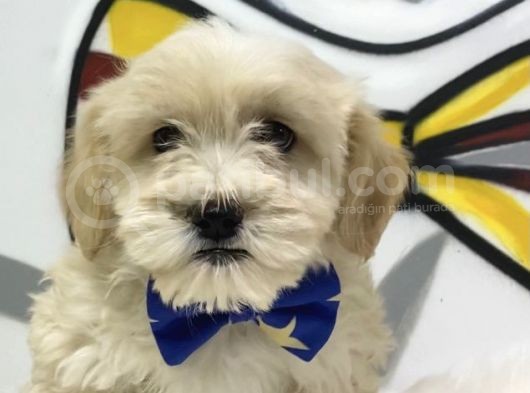 F2 Maltipoo Yavrular görsel