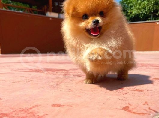 Sevimli Ve Yakışıklı Pomeranian Boo Oğlumuz Haribo görsel
