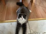 British Longhair