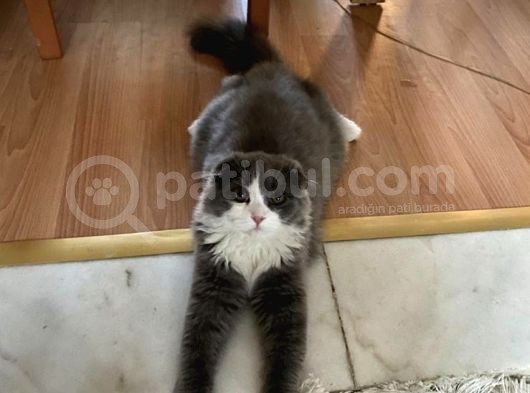 British Longhair görsel