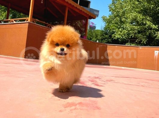 Sevimli Ve Yakışıklı Pomeranian Boo Oğlumuz Haribo görsel