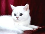 Safkan Pet Secereli Microchipli