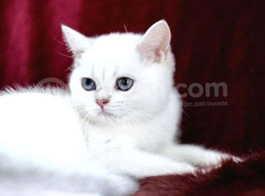 Safkan Pet Secereli Microchipli görsel