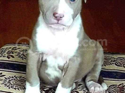 23 Nisan Doğumlu Erkek Silver Pitbull görsel