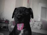 Siyah Pitbull Terrier Dişi