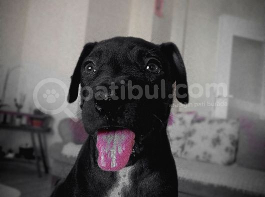 Siyah Pitbull Terrier Dişi görsel