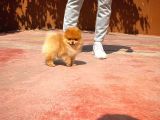 Sevimli Ve Yakışıklı Pomeranian Boo Oğlumuz Haribo