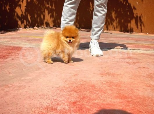 Sevimli Ve Yakışıklı Pomeranian Boo Oğlumuz Haribo görsel