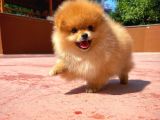 Sevimli Ve Yakışıklı Pomeranian Boo Oğlumuz Haribo