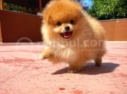 Sevimli Ve Yakışıklı Pomeranian Boo Oğlumuz Haribo