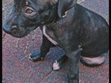 Siyah Pitbull Terrier Dişi