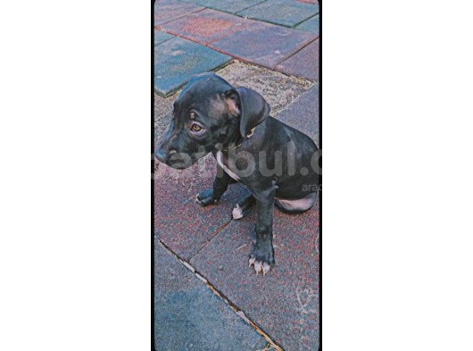 Siyah Pitbull Terrier Dişi