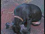 Siyah Pitbull Terrier Dişi