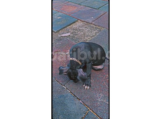 Siyah Pitbull Terrier Dişi görsel