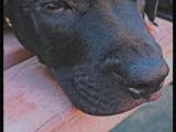 Siyah Pitbull Terrier Dişi