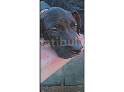 Siyah Pitbull Terrier Dişi görsel