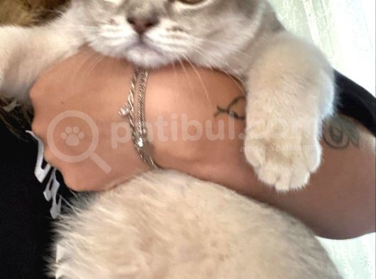 British Shorthair görsel
