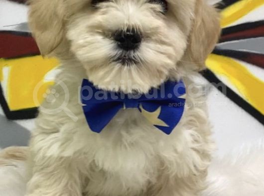F2 Maltipoo Yavrular