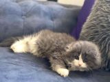 British Longhair