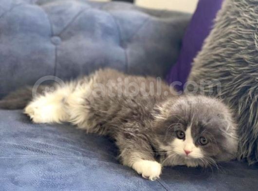 British Longhair