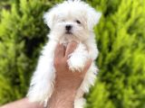 Safkan Maltese Terri̇er Yavrularımız