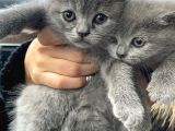 Bri̇ti̇sh Ve Scotti̇sh Shorthai̇r Yavrularim