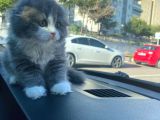 British Longhair